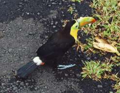 Image of Keel-billed Toucan