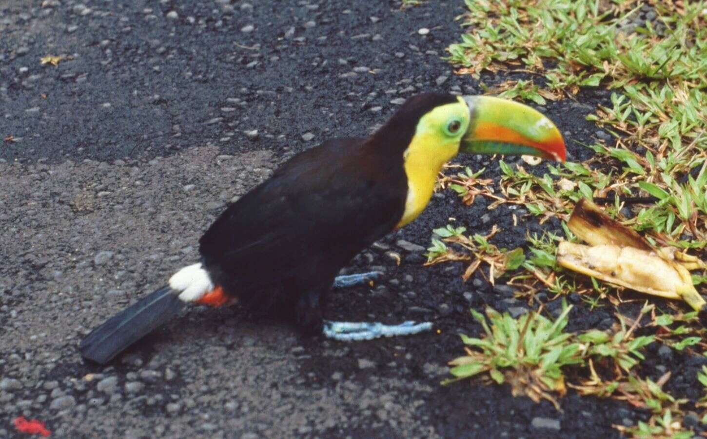 Image of Keel-billed Toucan