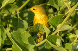 Imagem de Setophaga petechia aureola (Gould 1839)