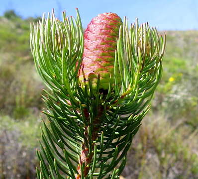 Imagem de Leucadendron nobile I. Williams