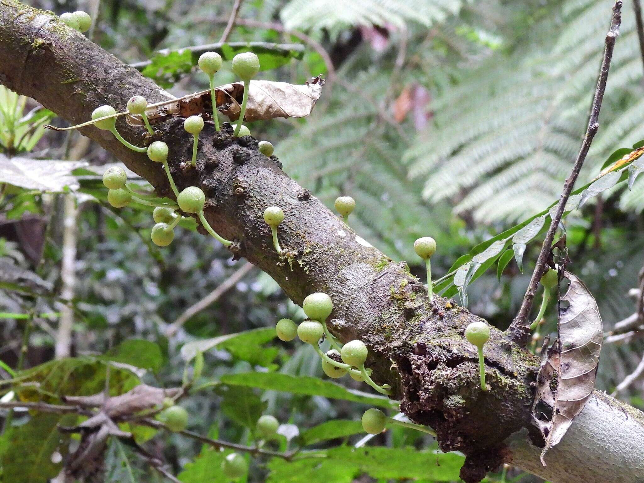 Слика од Ficus copiosa Steud.