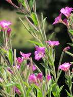 Слика од Epilobium hirsutum L.