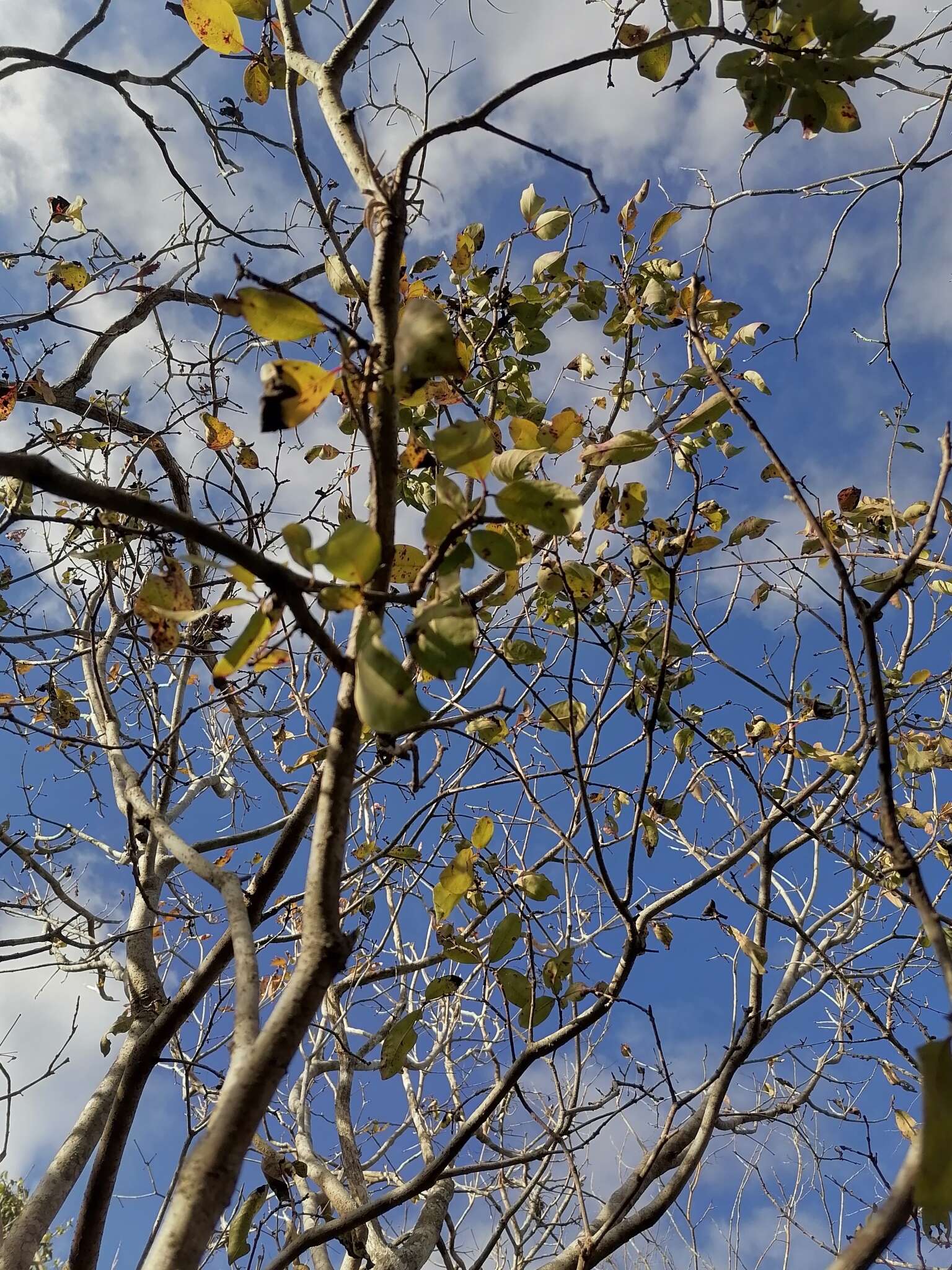 Image of Cordia sonorae N. E. Rose