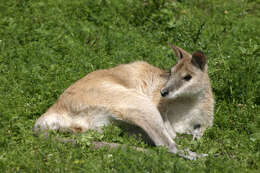 Image of Agile Wallaby