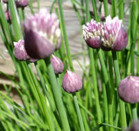 Image of wild chives