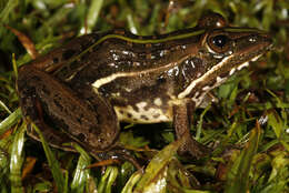 Image of Ptychadena subpunctata (Bocage 1866)