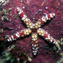 Image of callous sea star