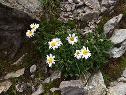 Image of Leucanthemopsis alpina subsp. tatrae (Vierh.) J. Holub