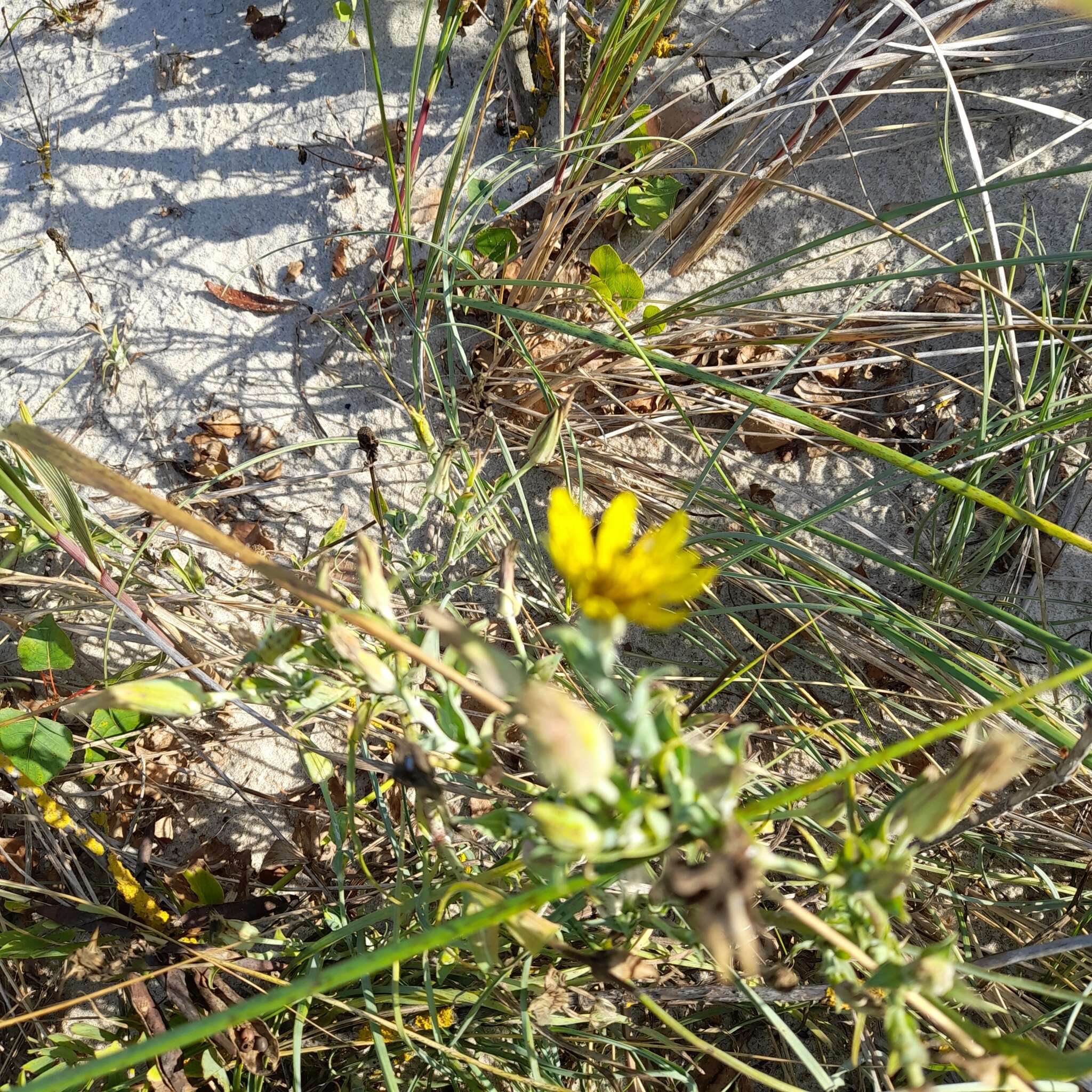 Sivun Tragopogon heterospermus Schweigger kuva