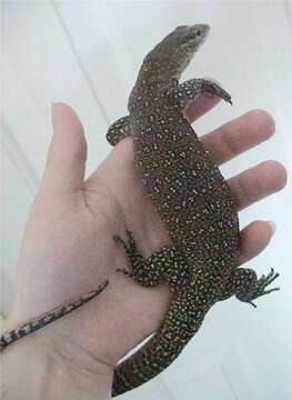 Imagem de Varanus timorensis Gray 1831