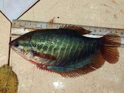 Image of Snakeskin gourami