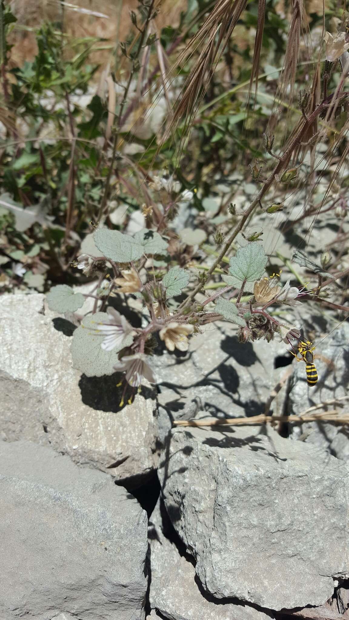 Image of longstalk phacelia