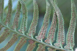 Image of Polystichum falcinellum (Sw.) C. Presl