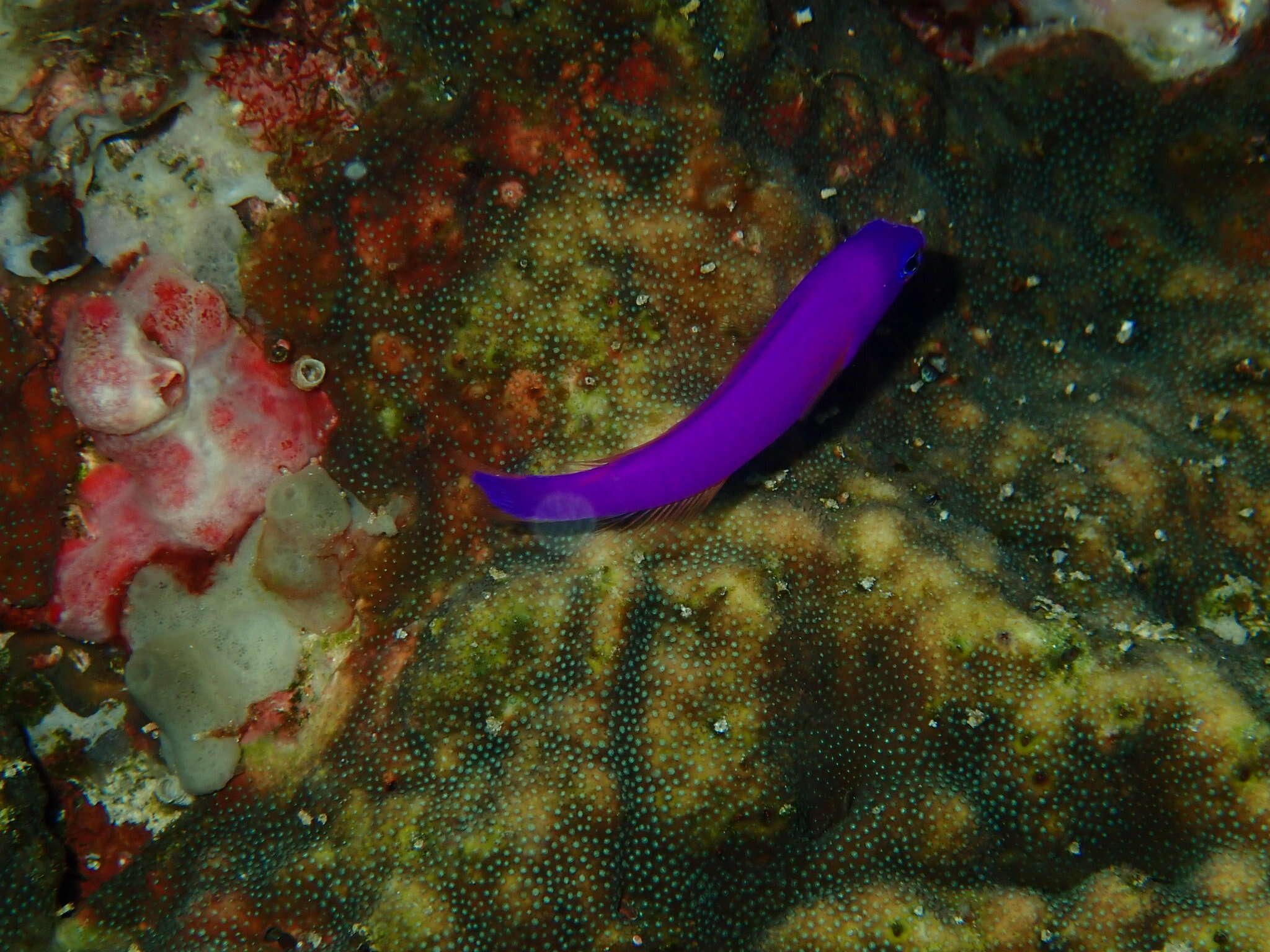 Image of Pseudochromis porphyreus