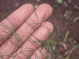 Image of Asparagus subulatus Thunb.