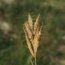 Image of broom brome