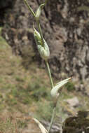 صورة Ferula ugamica Korov. ex Baranov