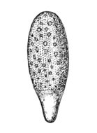 Image of Cavernularia