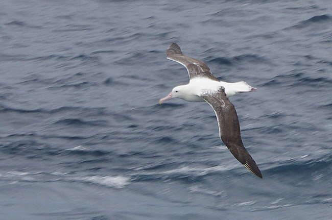 Image of Royal Albatross