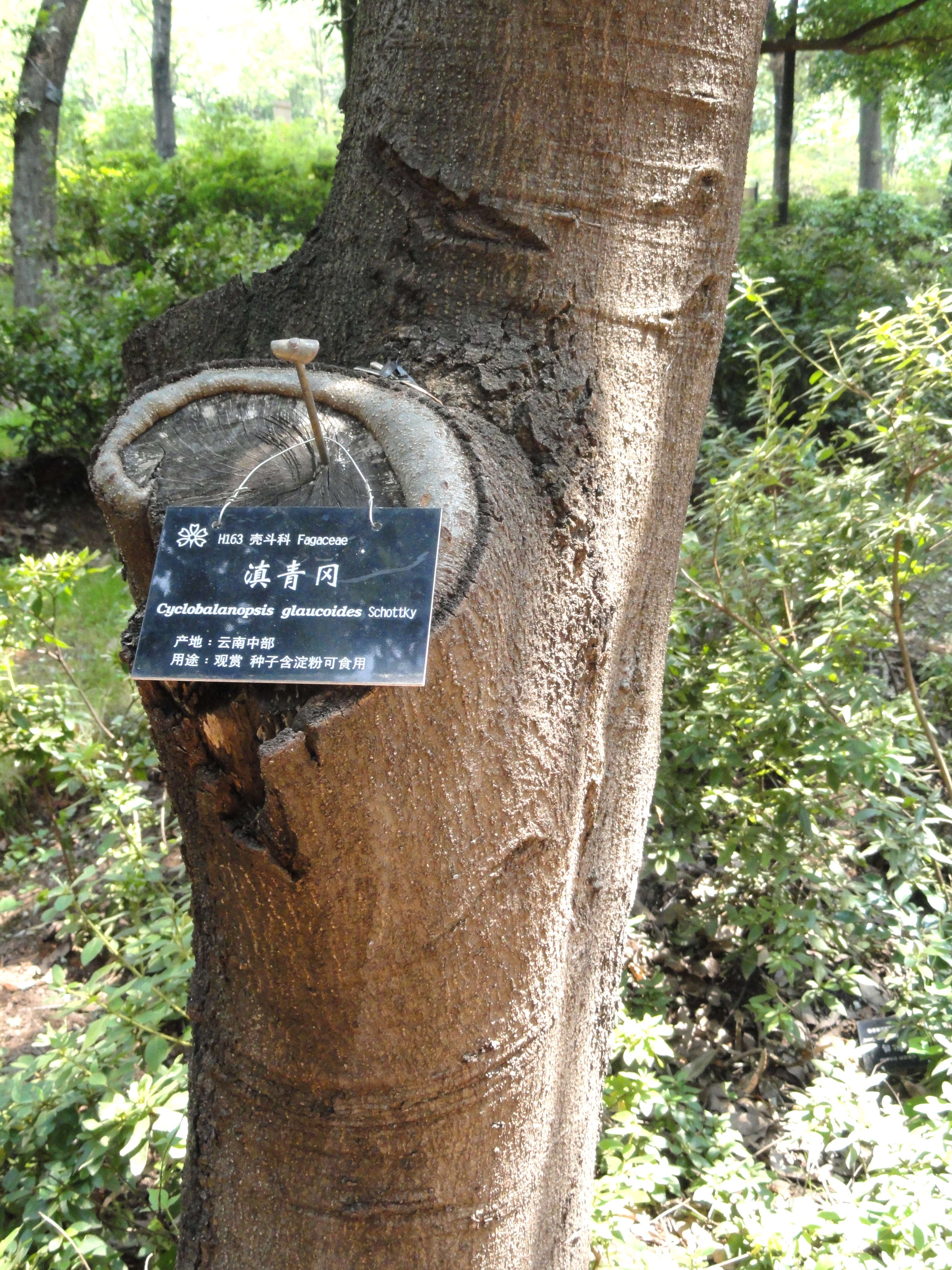 Image of Quercus schottkyana Rehder & E. H. Wilson