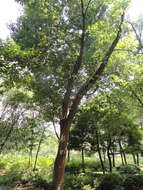 Image of Quercus schottkyana Rehder & E. H. Wilson