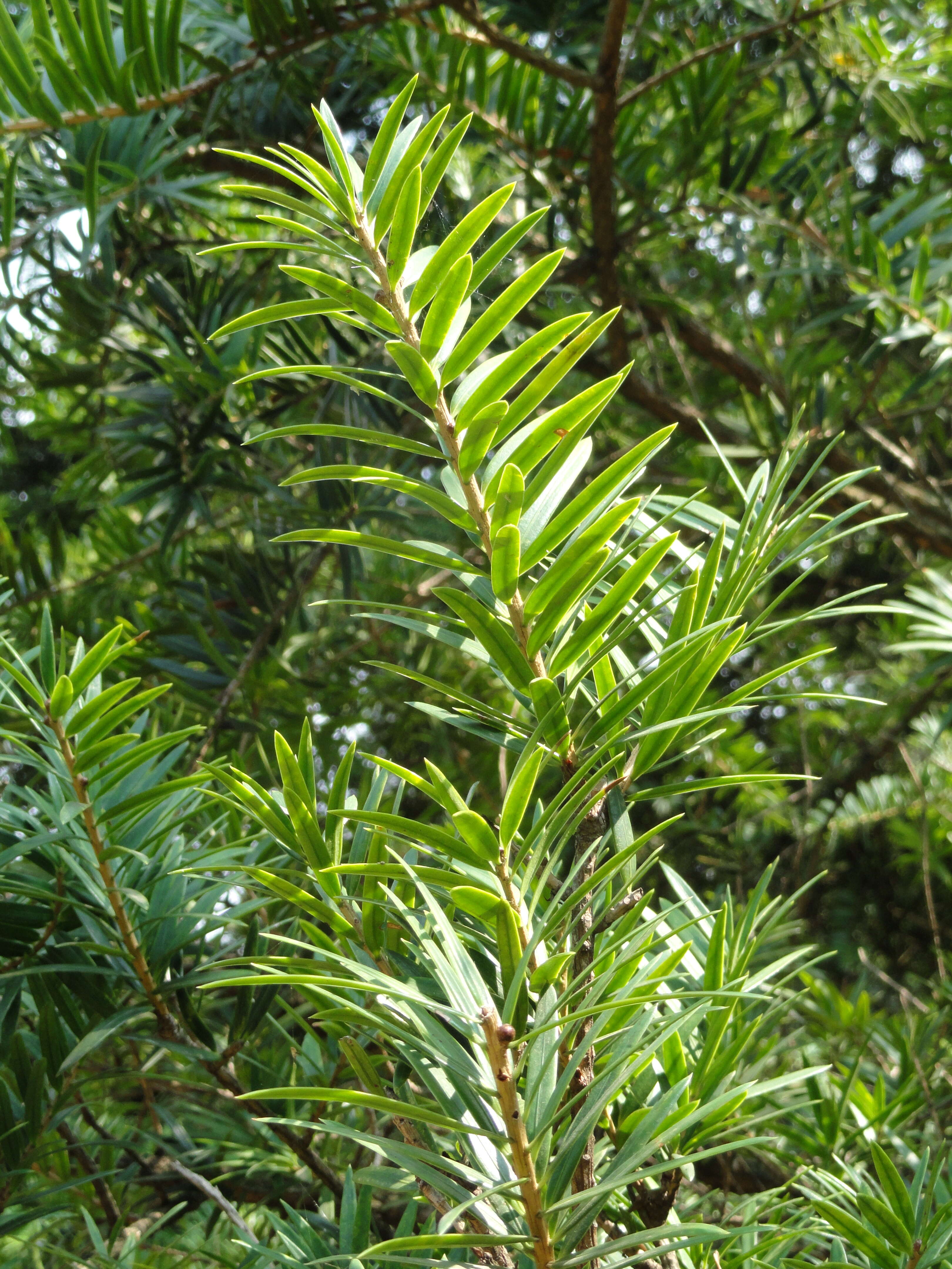 Image of David's Keteleeria