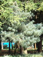 Image of Guangdong White Pine