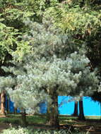 Image of Guangdong White Pine