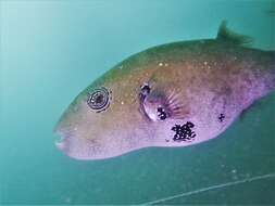 Image of Blue-spotted Puffer