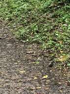 Image of Slaty-backed Nightingale-Thrush