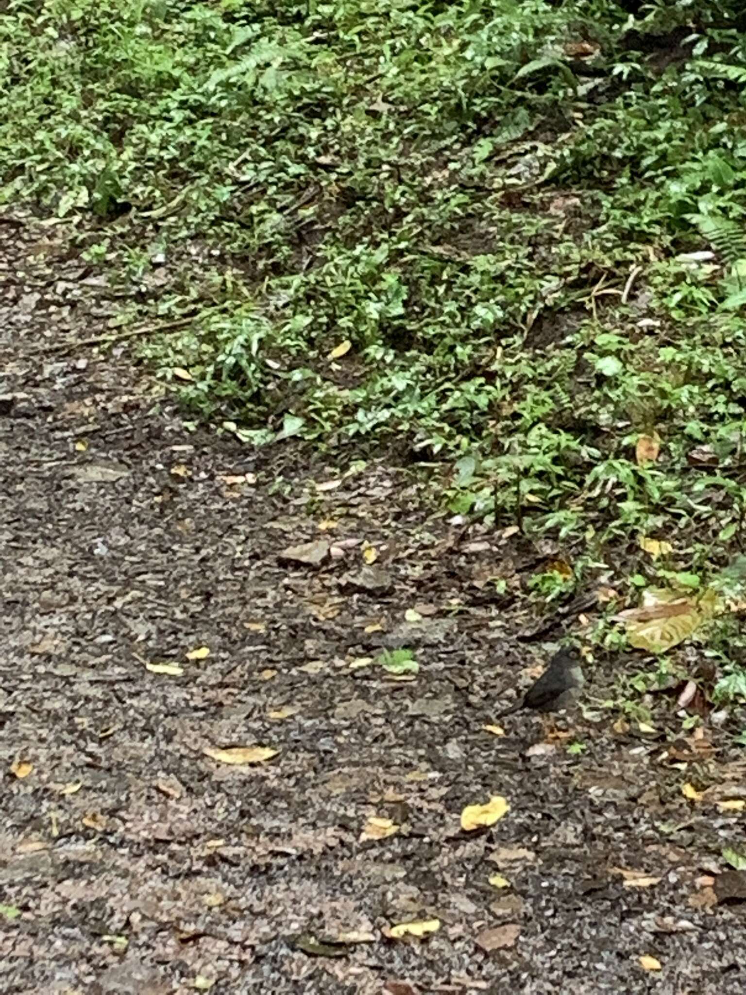 Image of Slaty-backed Nightingale-Thrush