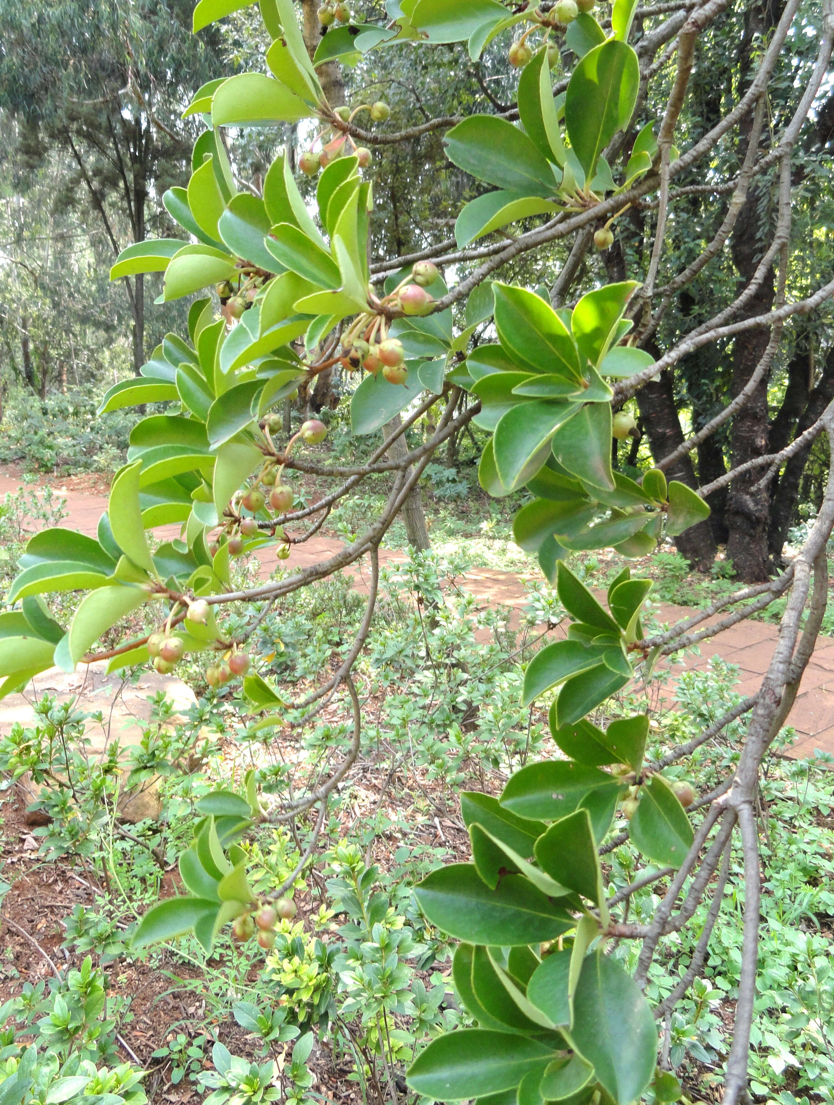 Image of Ternstroemia gymnanthera (Wight & Arn.) Sprague