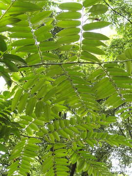 Image of Toona sinensis (A. Juss.) M. Roem.