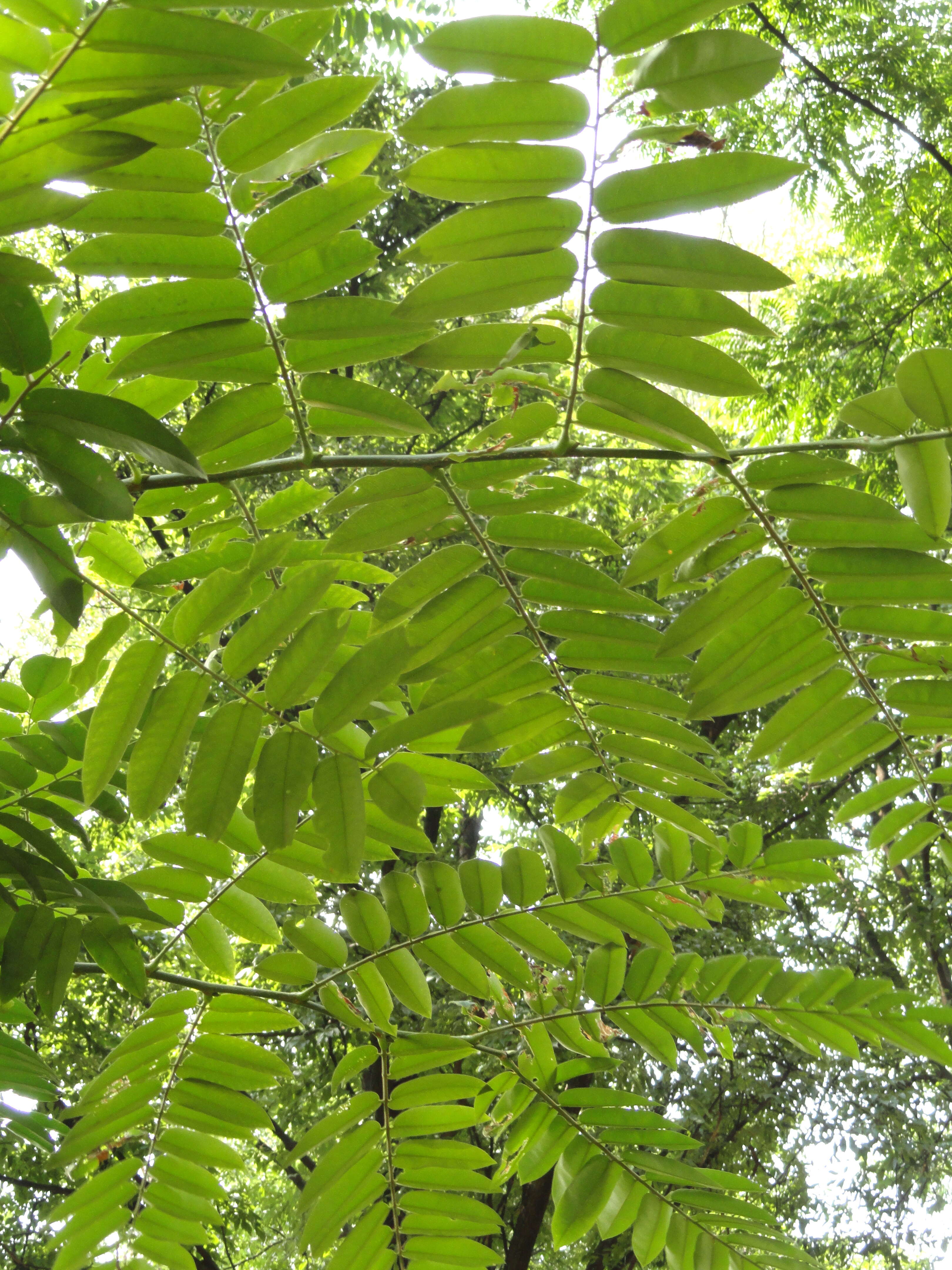 Image of Chinese Mahogany