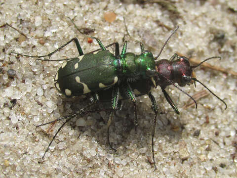 Imagem de Cicindela (Cicindela) patruela Dejean 1825