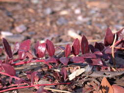 Vaccinium crassifolium Andr. resmi