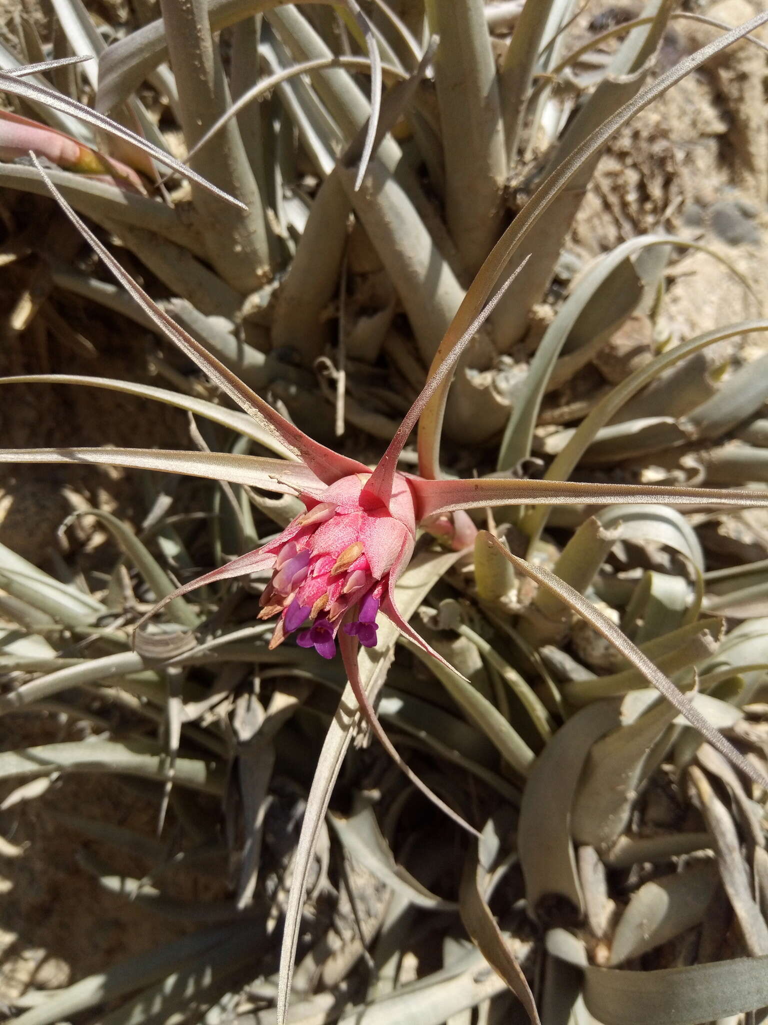 Image of Tillandsia sphaerocephala Baker