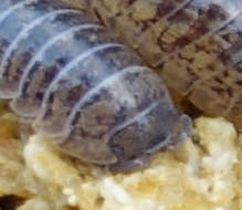 Image of Armadillidium marmoratum Strouhal 1929