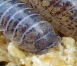 Image of Armadillidium marmoratum Strouhal 1929