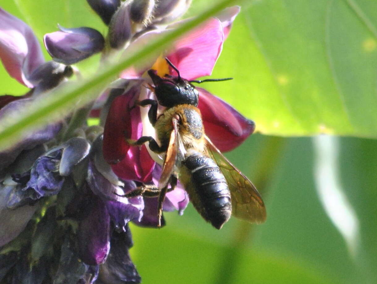 Image de Pueraria montana (Lour.) Merr.