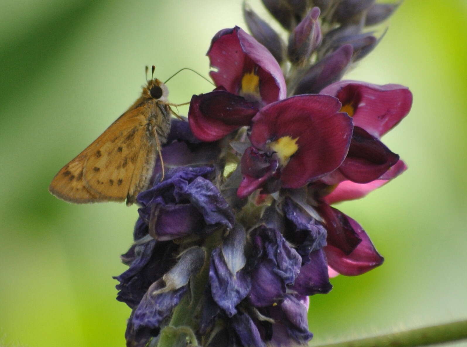 Image de Pueraria montana (Lour.) Merr.