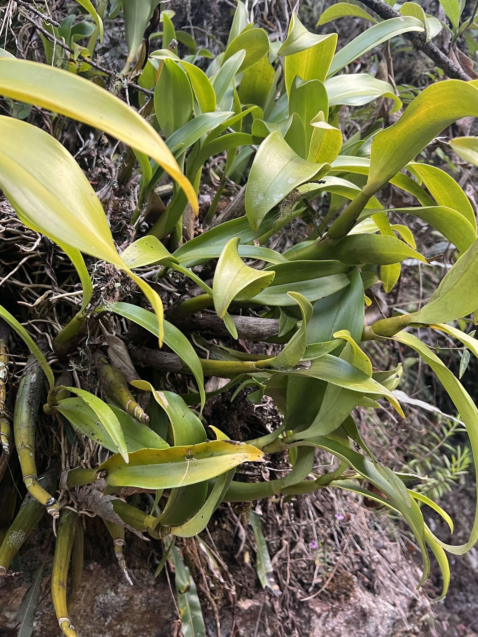 Image of Prosthechea crassilabia (Poepp. & Endl.) Carnevali & I. Ramírez