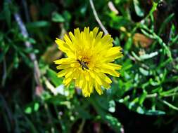 Image of Mouse-ear-hawkweed