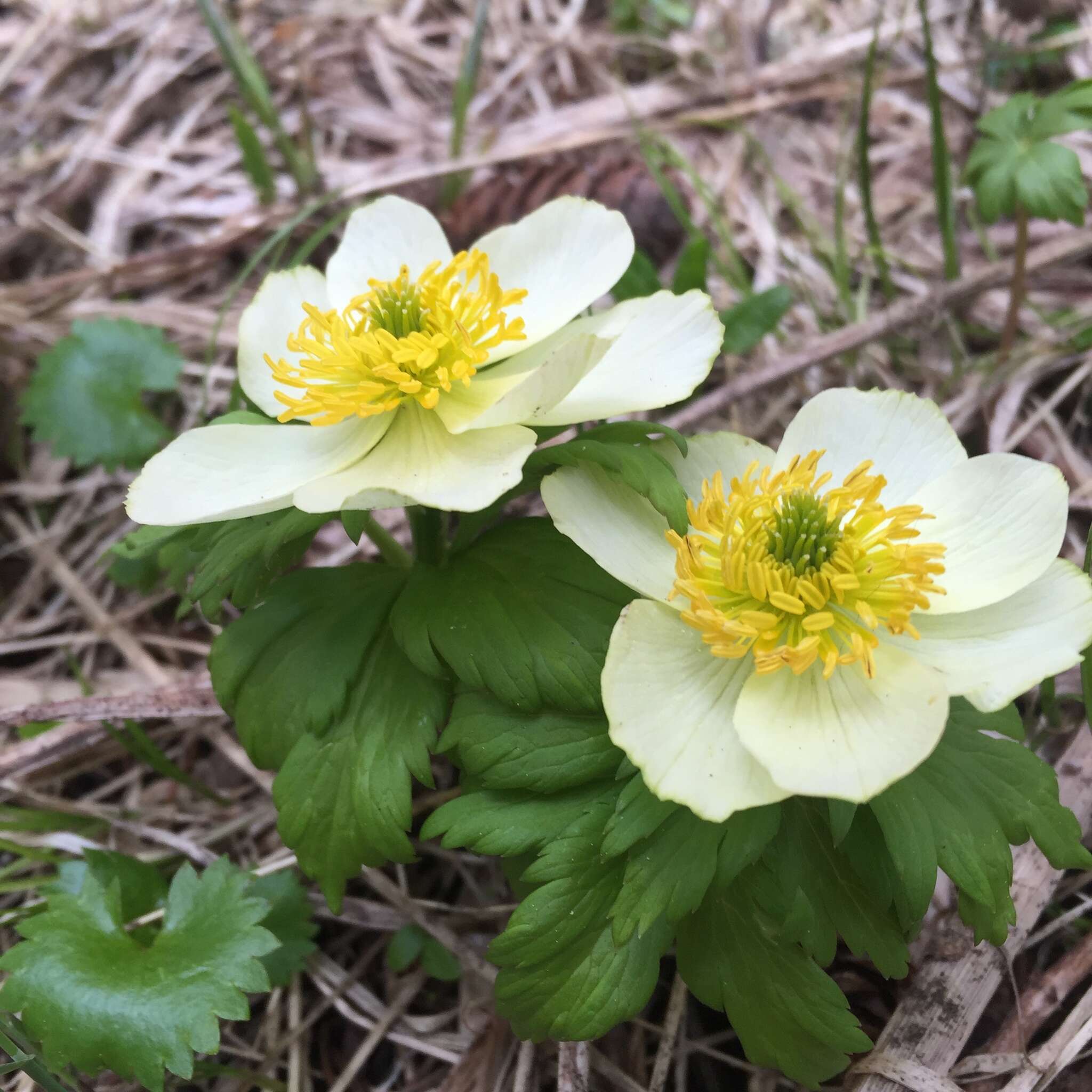 Image of American globeflower