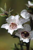 Imagem de Leptospermum scoparium Forst.