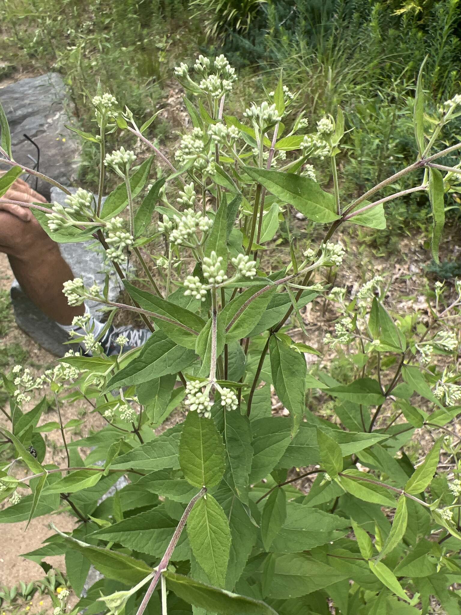 Image of Godfrey's thoroughwort