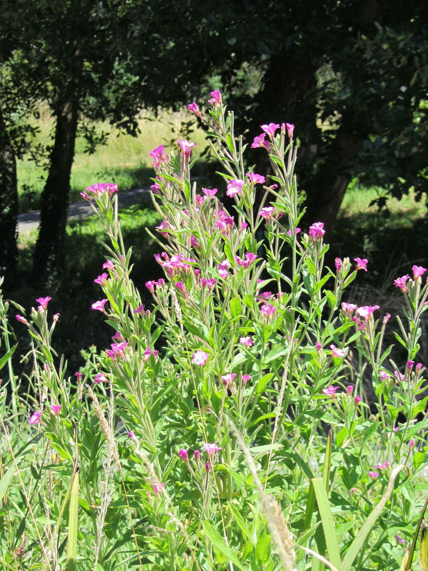 Слика од Epilobium hirsutum L.