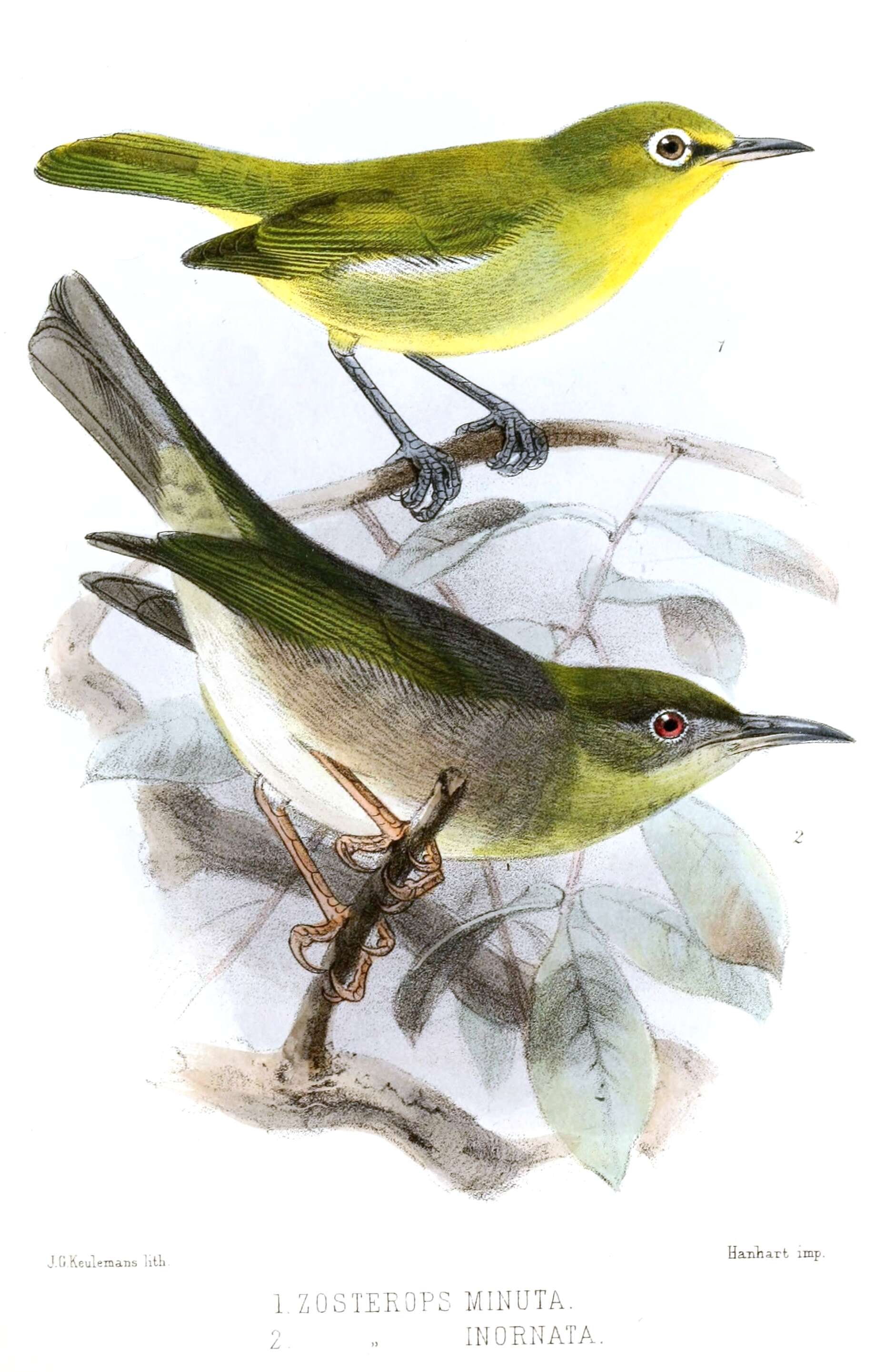 Image of Small Lifou White-eye