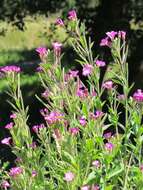 Слика од Epilobium hirsutum L.