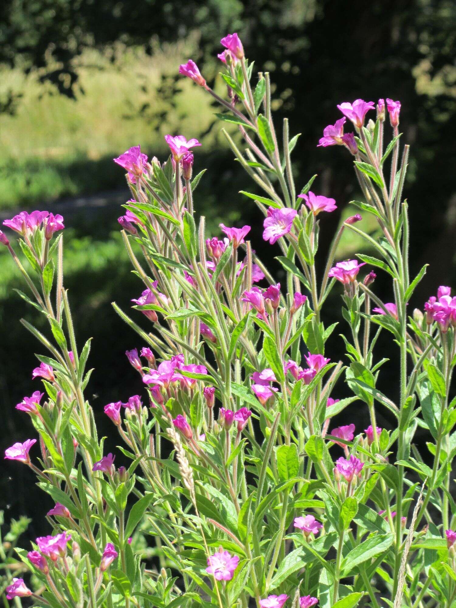 Слика од Epilobium hirsutum L.